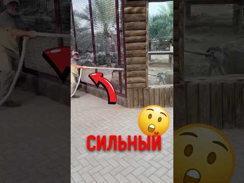 🐯 Даже умный трюк не спас от лигра! #лигр #животные #интересныефакты thumbnail