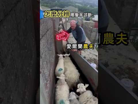 他竟然漏掉了一隻 thumbnail