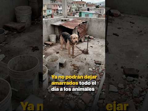 Ya no podrán dejar amarrados todo el día a los animales thumbnail