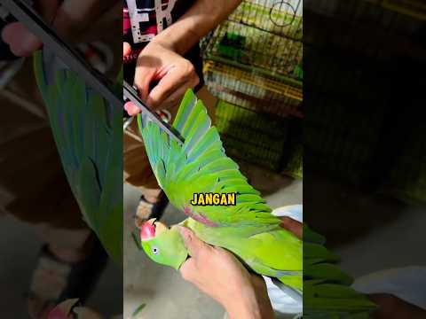 Inilah Alasan Mengapa Kamu JANGAN PERNAH Menggunting Sayap Burung Beo❗🦜✂️ #shorts thumbnail