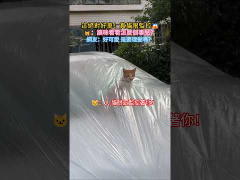 絕對好車！配備真貓眼監控🐮 🐱：讓我看看 怎麼個事兒😎 網友：好可愛❤️是要理髮嗎🤣 #cat #cute #funny #funnyshorts #cutecat thumbnail