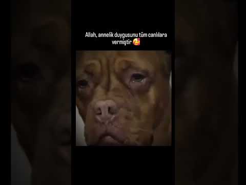 Anne olmak her canlıda aynı duyguları yaşatır! thumbnail