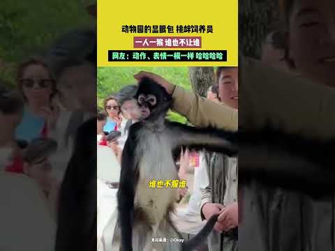 動物園的顯眼包挑釁飼養員，一人一猴誰也不讓誰。網友：動作、表情一模一樣哈哈哈哈。 thumbnail