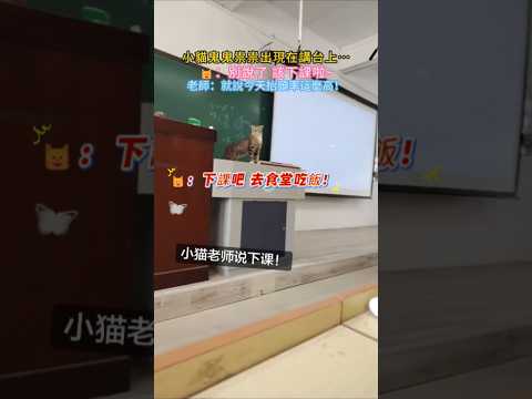 小貓鬼鬼鬼祟祟站在講台上…🐱：同學們下課了，都吃飯去叭😎 老師👩🏻‍🏫：難怪今天抬頭率這麼高🥲 #cat #cute #shorts #funny #funnyshorts thumbnail