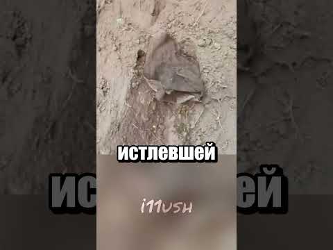 Благоустройство двора 🪦 thumbnail