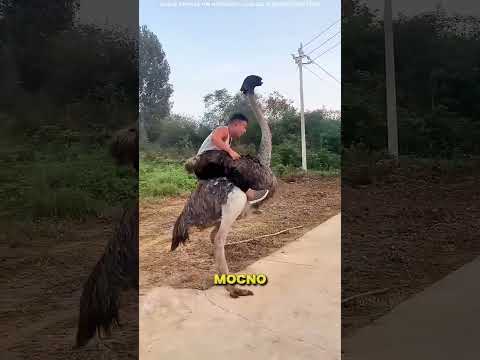 Ten Chłopak Dosiadł Strusia ?❤️ thumbnail