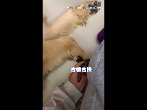 【就叫妳不要弄了！】黃金獵犬警告完還被搔腳　下秒直接爆揍一頓XD #Shorts thumbnail
