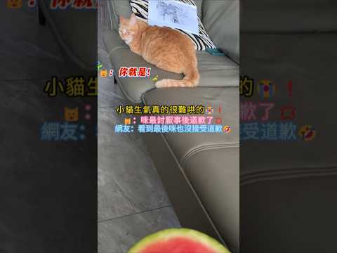 第一次看到小貓生氣像人一樣💥❗🐱：不原諒💢咪最討厭事後道歉😡 網友：牠居然還會反駁🥲且最後別過頭去🤣 #cat #cute #funny #funnyshorts #shorts thumbnail