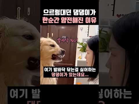 주인에게 이빨보이던 댕댕이가 얌전해진 이유 #골든리트리버 #댕댕이 #강아지산책 thumbnail