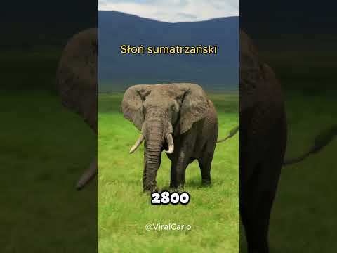 To 3 zwierzęta, które szybko wymierają ?? thumbnail