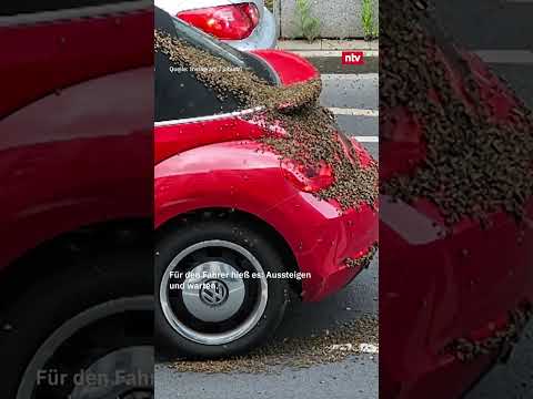 🐝🐝🐝🐝🐝Bienenschwarm-Belagerung🐝🐝🐝🐝🐝 | #ntv thumbnail