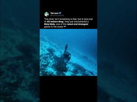 A Diver Encountered One of the Rarest Fish in the Ocean ? thumbnail