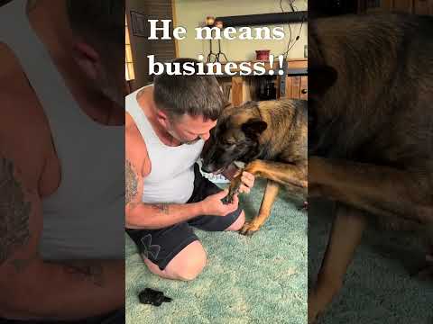 @joshwinningham2: This is for those who don’t understand what different GSD growls #dog #doglover thumbnail