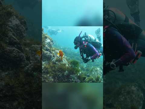 Ikan Ini Bisa Memanfaatkan Manusia 🐠🐋🐟 thumbnail