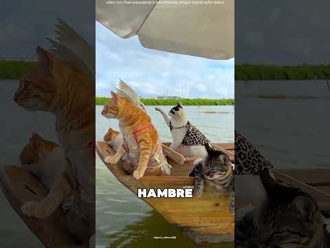 El Hombre Salvó A Todos Los Animales Del Pueblo 🤯❤️ thumbnail