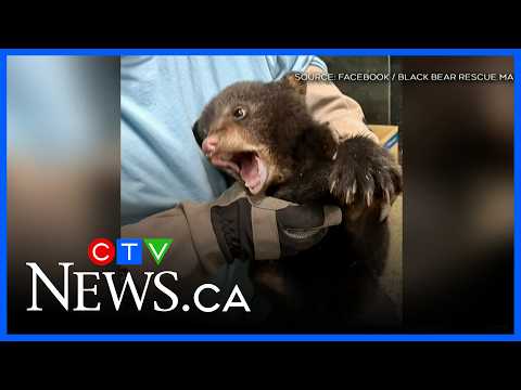 Black Bear Rescue going to court over quarry thumbnail