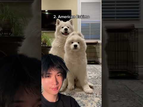What dog breeds? thumbnail