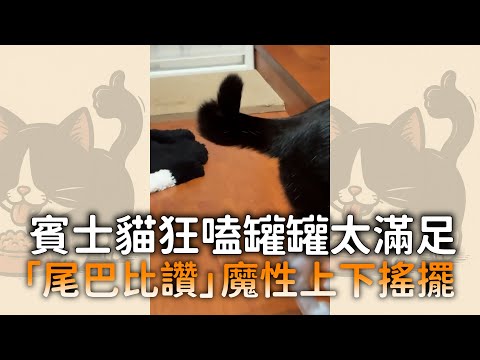 賓士貓狂嗑罐罐太滿足　「尾巴比讚」魔性上下搖擺 ｜#寵物雲 thumbnail