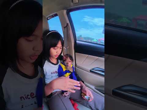 Cia janji gak nakal Lagi 🤭 #shortvideo #short #monkey #monyet #funny thumbnail
