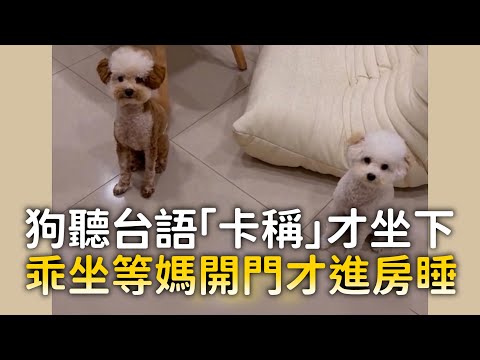 狗聽台語「卡稱」才坐下　乖坐等媽開門才進房睡 ｜#寵物雲 thumbnail