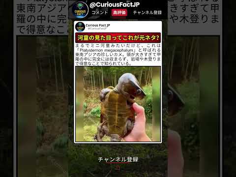 頭が大きすぎる謎のカメ thumbnail