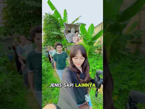 Aletha Abew Beli Sapi Limosin Untuk Qurban #alethaabew thumbnail