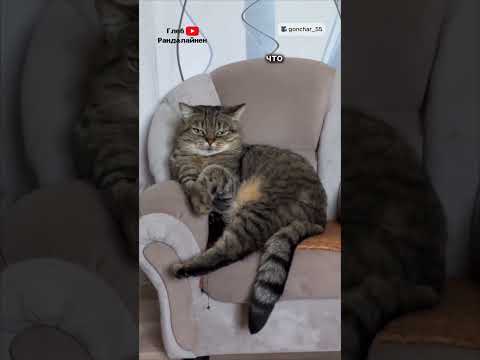 Личное Кресло у Кошки 😹 thumbnail