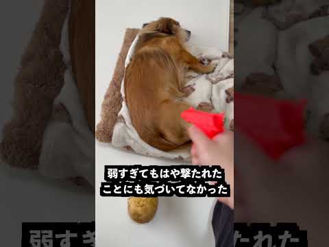 ジャガイモをうつポテトガンの威力が弱すぎた！ thumbnail