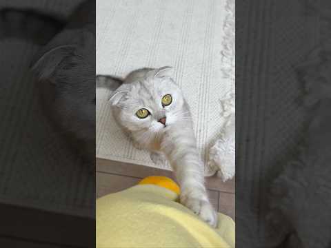 Sorry 😂 #cats #comedy #cat #funny #memes thumbnail