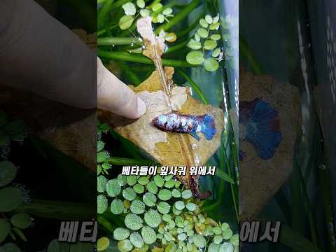 왜 잎사귀 위에서 잠을 잘까? thumbnail