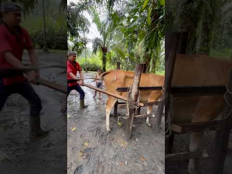GAGAL-PENYUNTIKAN LEMBU PRAMBON SANGAT LIAR thumbnail