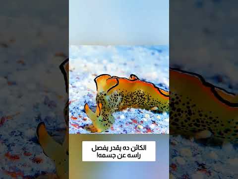 الكائن ده يقدر يفصل راسه عن جسمه! thumbnail