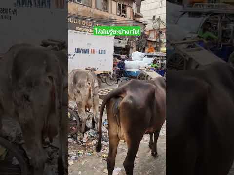 ให้มันรู้ซะบ้างเว้ย! #funny #comedy #reels #comedy #เล่าเรื่องตลก thumbnail