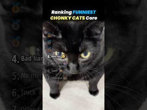 Ranking CATS BEING REAL CHONKERS Core Moments!! 😹🍗 thumbnail