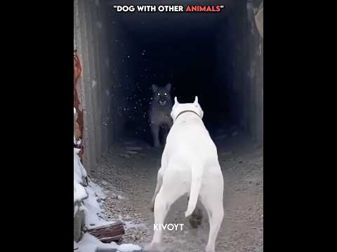 Dog W/ Cat ☠️💀 #edit #cat #dog #skulledit #usa thumbnail