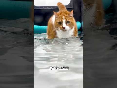 뚱뚱한 고양이 살 빼는 방법 thumbnail
