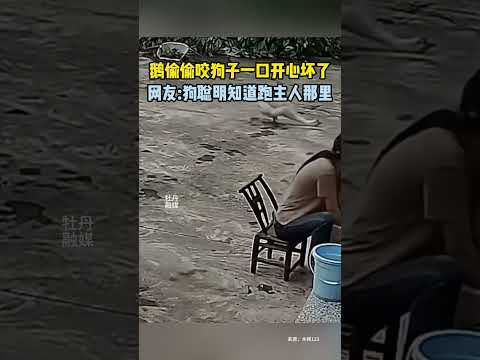 大鹅偷偷欺负小狗，网友：狗子懂找靠山  #新闻 #共鸣 #大热门 thumbnail