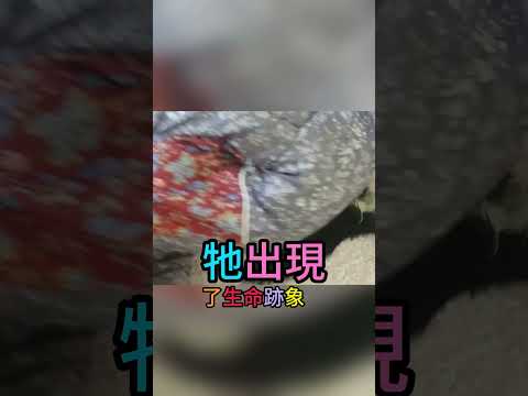 他救活了一個小生命 （YT：dadandcats2567） thumbnail