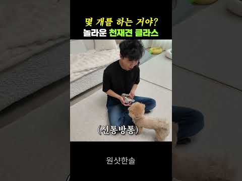 강아지가 한국말을 다 알아들으면 생기는 충격적인 일 #시트콤 thumbnail