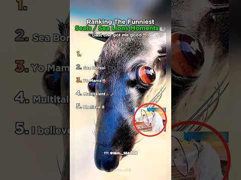 Ranking Funniest Seals and Sea Lions Moments #seal #sealion #usa thumbnail
