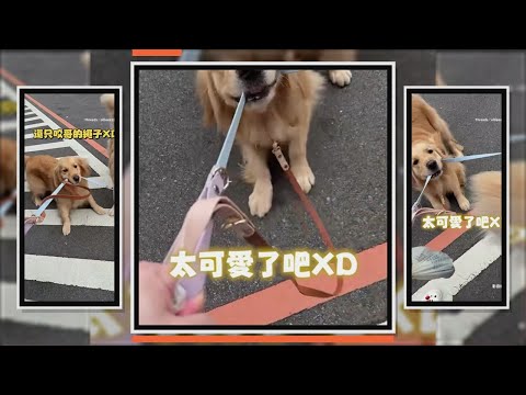 阿金狂咬牽繩甩來甩去 哥情緒穩定無奈走自己的 thumbnail