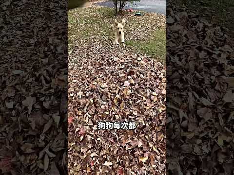狗狗寄放爷爷家，结果玩落叶玩疯了? thumbnail