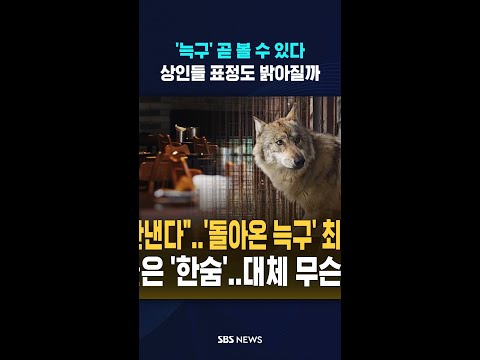 '늑구야 곧 만나' 오월드 곧 개장..상인들 표정도 밝아질까 #shorts thumbnail