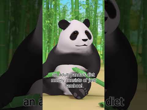 Giant Pandas eat LOADS of BAMBOO! 🐼🎍 | Leo the Wildlife Ranger #shorts thumbnail
