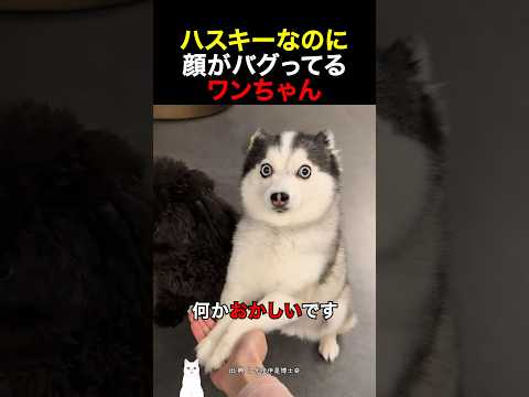 ハスキーなのに顔がバグってるワンちゃん thumbnail