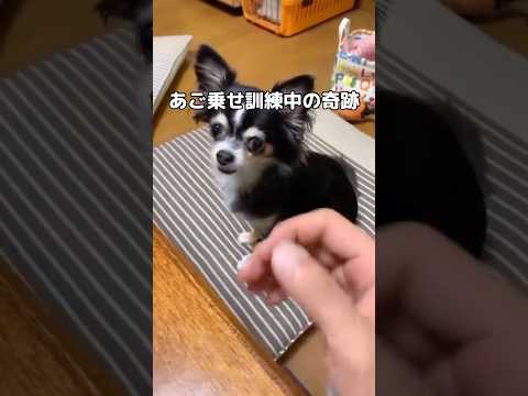 あながち間違ってはないんだけど決してOKは出せないあご乗せ #チワワ #ハプニング #shorts thumbnail