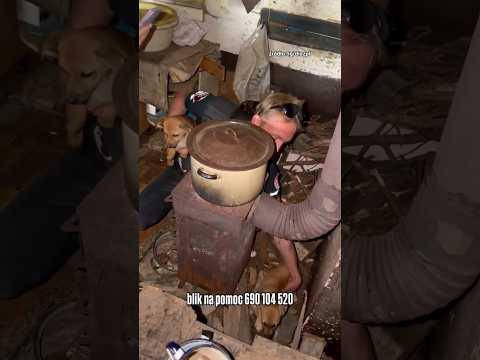 9 psów odebranych z tragicznych warunków ? #dioz #dog #help #shorts thumbnail