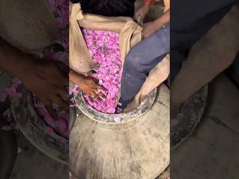 Cara Orang India Membuat Parfum thumbnail