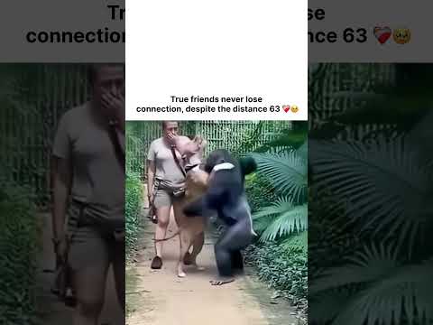 True friends never lose connection, despite the distance 63 ❤️‍?? thumbnail