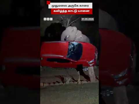 மாம்பழத்துக்காக சுற்றுலா பயணியின் காரை கவிழ்த்த காட்டு யானை thumbnail